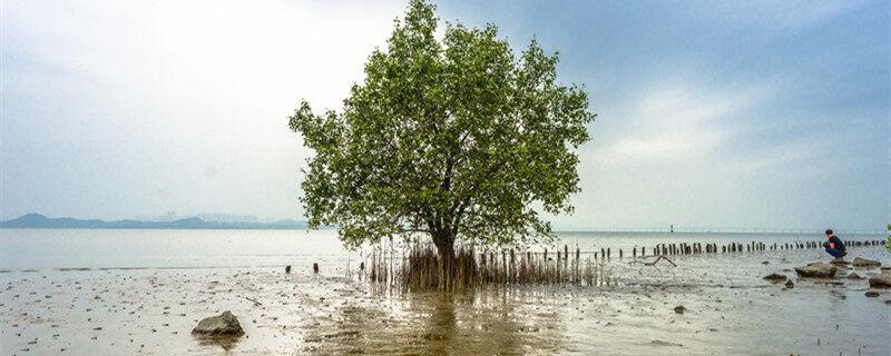 沉香树苗适合在哪里种植 沉香树适合在哪里生长