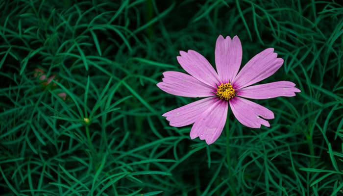 秋英和格桑花是一种花吗 格桑花是什么意思