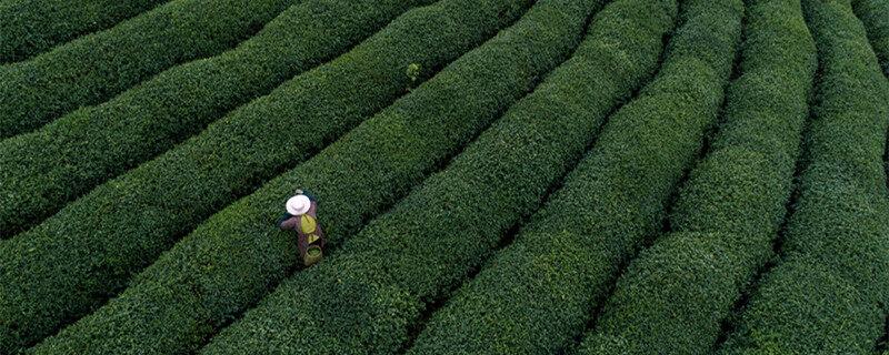 茶苗栽培种植技术 茶苗栽培种植方式