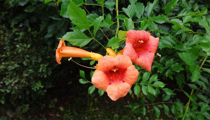 凌霄花冬天落叶吗 凌霄花冬天会落叶吗