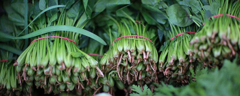 波菜怎样崔芽种植 波菜如何催芽种植