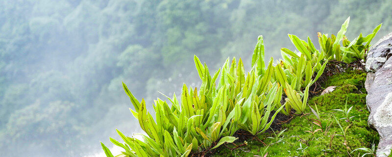 还魂草种植方法与栽培 还魂草种植方法