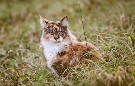 猫发情叫不停怎么办好 猫为什么一直叫不停怎么办