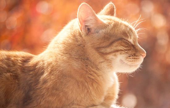 花露水对猫咪有伤害吗 驱蚊花露水对猫咪有伤害吗 花露水驱猫管用吗?