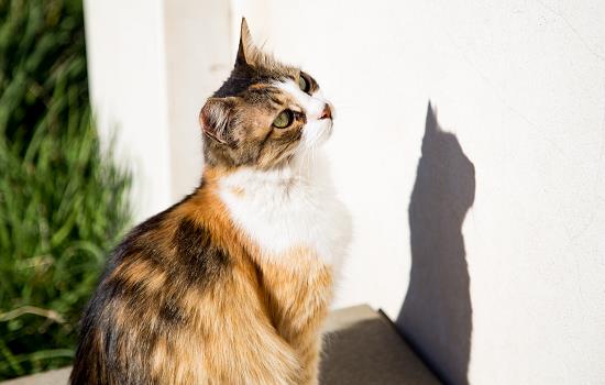 猫咪挑食不吃饭怎么办 猫咪挑食厉害怎么办