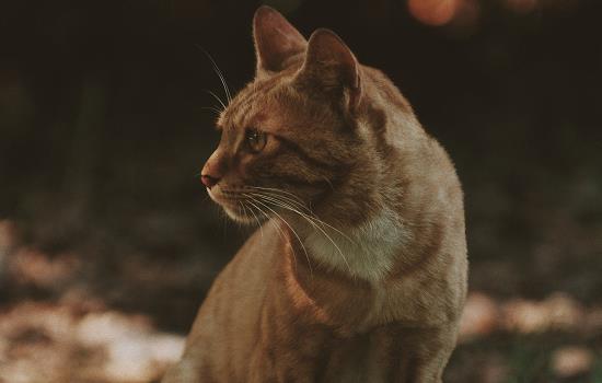 大米猫砂和豆腐猫砂的区别 豆腐猫砂和普通猫砂的区别