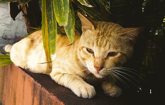 猫能不能吃牛肉 猫可以吃牛肉吗