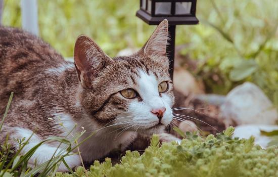 猫能不能打 猫能不能打服