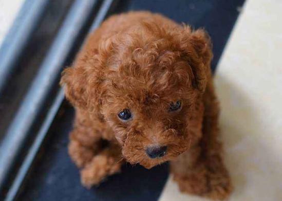 茶杯贵宾犬多少钱一只 茶杯贵宾犬的价格 茶杯犬的价格是多少钱一只