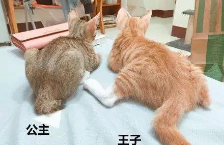 公猫和母猫怎么区别 公猫和母猫怎么区别图片