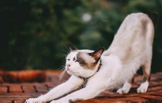 猫可不可以闻电子烟 猫咪闻到电子烟会怎样