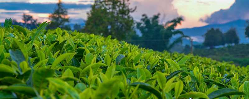 《立夏茶是什么茶 立夏喝什么茶-立夏茶是什么茶 立夏喝什么茶》